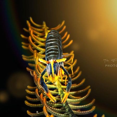 Bitung K2 Lembeh Dive Resort מראה חיצוני תמונה