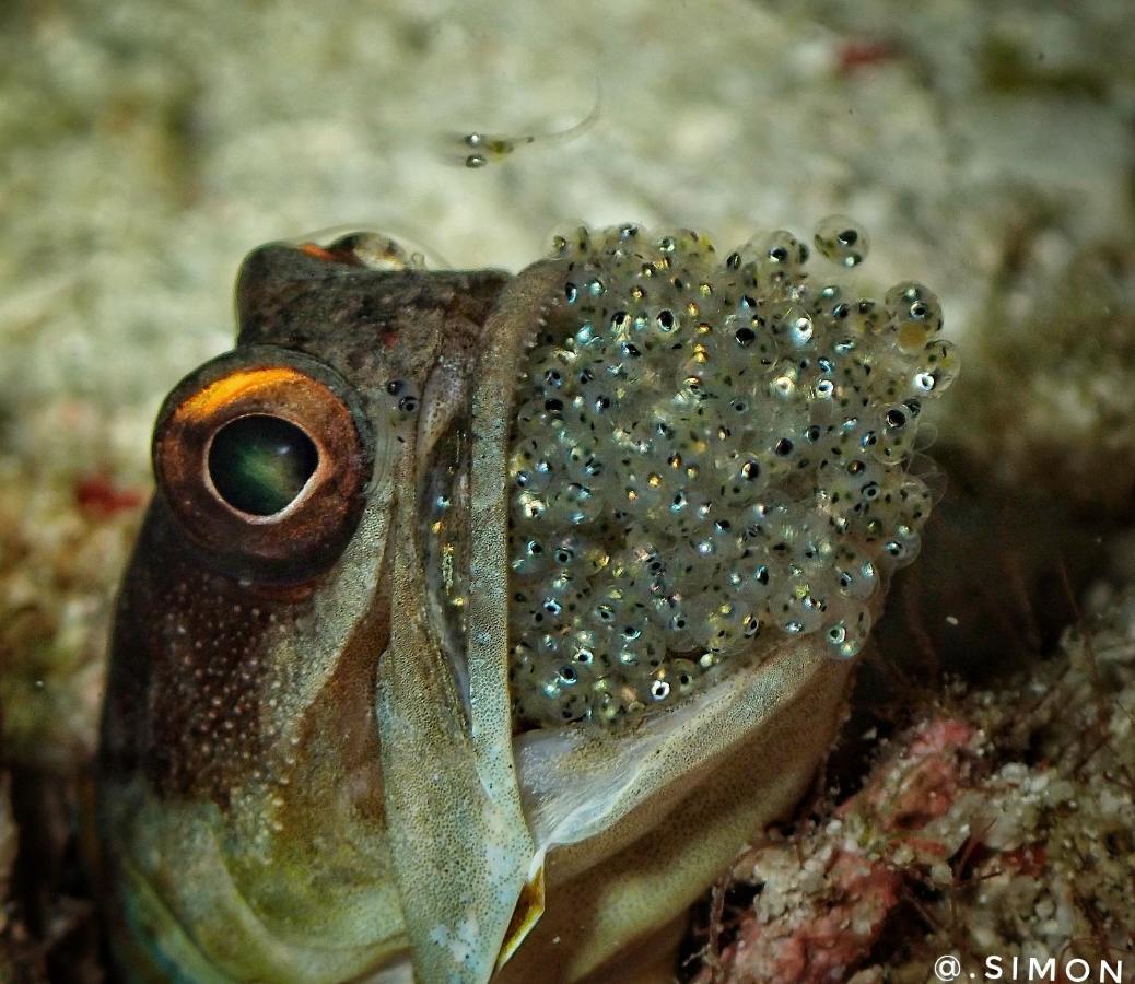 Bitung K2 Lembeh Dive Resort מראה חיצוני תמונה