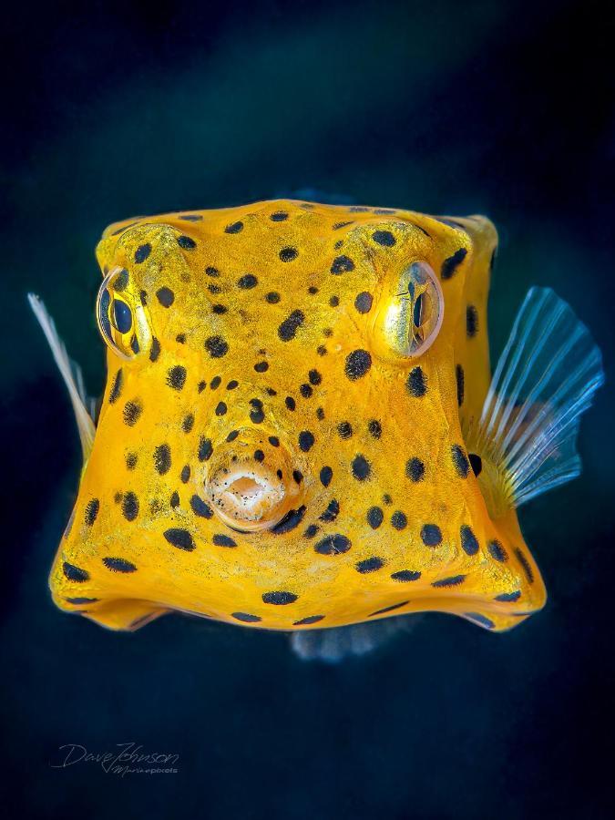 Bitung K2 Lembeh Dive Resort מראה חיצוני תמונה